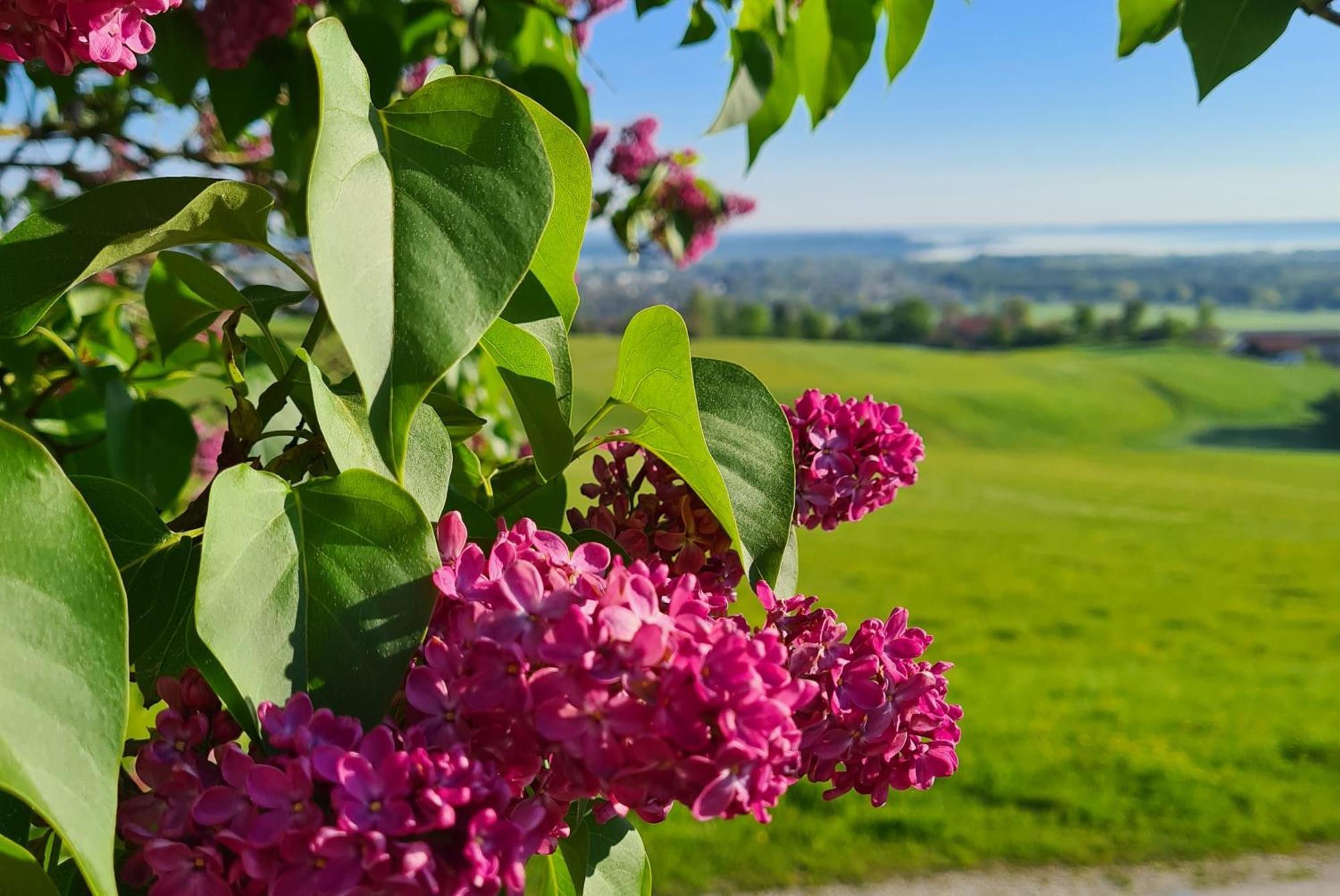 Schleipfnerhof Urlaub Auf Dem Bauernhof Villa Bernau am Chiemsee Luaran gambar
